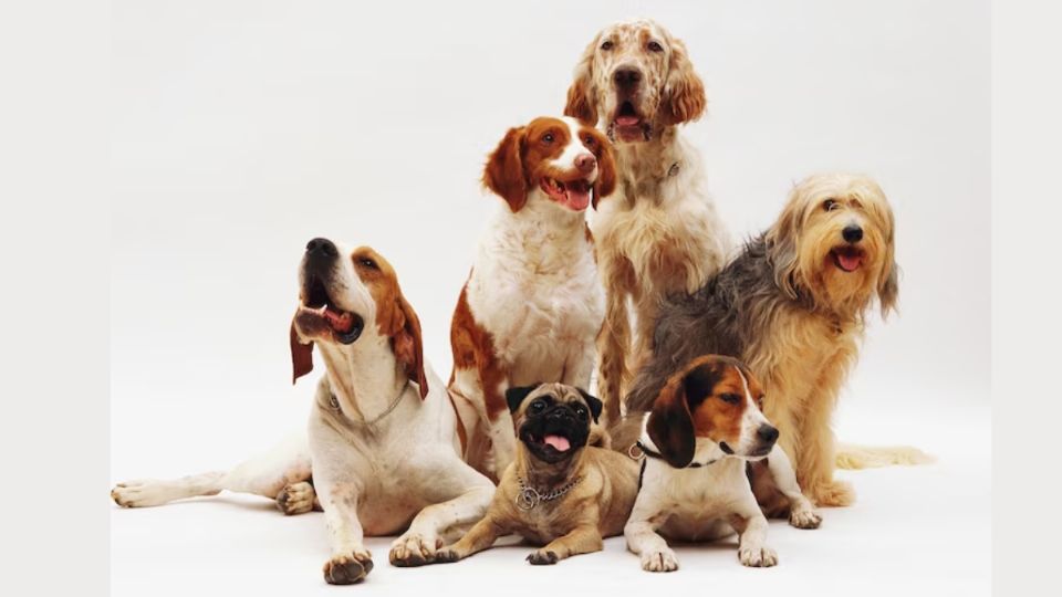 Según Profeco, estas son las mejores croquetas para tu perro.