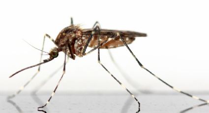 Di adiós a los mosquitos: aprende a preparar un repelente casero para eliminarlos por completo