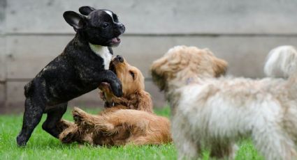 ¿Cómo saber si mi perro tiene pulgas o garrapatas?