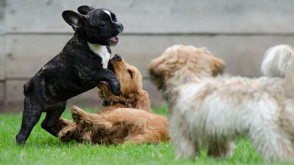 ¿Mi perro tiene pulgas o garrapatas? Fuente: Pexels.