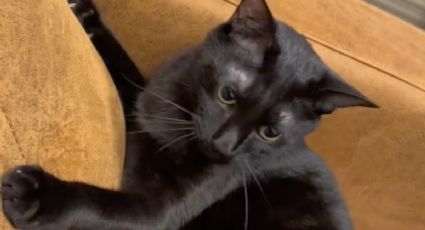 Contén el aliento antes de conocer el verdadero origen del meme del gato negro de Tik Tok