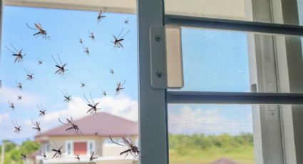 Adiós a los mosquitos: elimínalos para siempre de tu vida con este novedoso invento