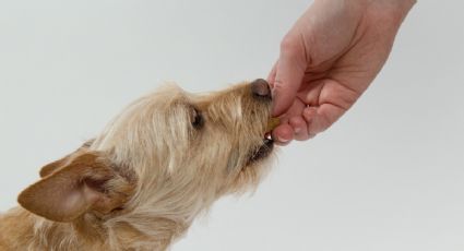 Podrían lastimarlo: estas son las 3 peores marcas de croquetas para perro, según Profeco