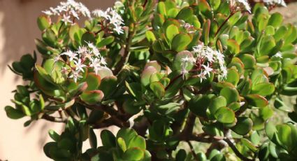 El truco para perfumar tu hogar con un árbol de jade