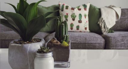 5 plantas que debes tener en tu casa para atraer la buena energía y dinero