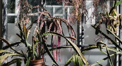 El truco con el que evitarás que tus plantas se marchiten cuando salgas de casa