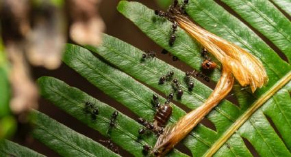 De esta manera acabarás con las hormigas de tus plantas