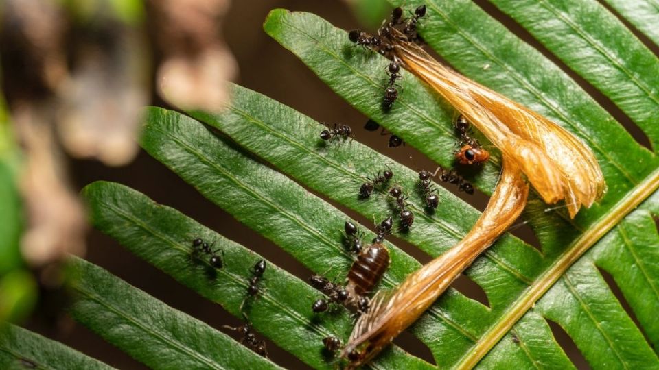 Con estas plantas evitarás las molestas plagas.