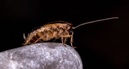 Elimina las cucarachas con este truco de laurel