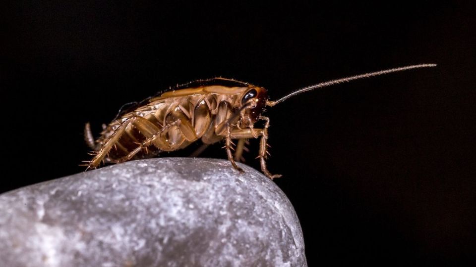 Dile adiós a las cucarachas con este truco con laurel. Fuente: Pexels.