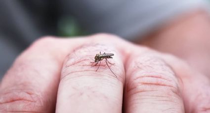 ¿Cómo eliminar los mosquitos con jabón ZOTE?