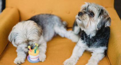 El truco con el que eliminarás el olor a perro de tu casa