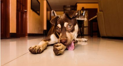 ¿Cómo debes limpiar el piso si tienes perros en casa?