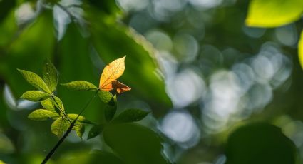 ¿Por qué se secan las hojas de las plantas y qué hacer?