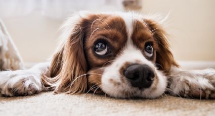 5 palabras que hacen feliz a tu perro y se las debes decir todos los días