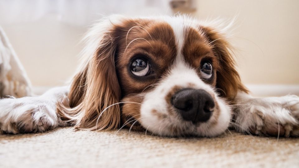 5 palabras que hacen feliz a tu perro. Fuente: Pexels.