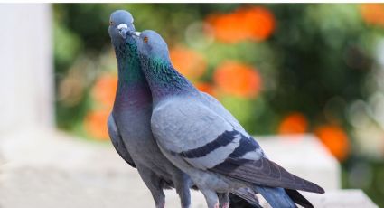 ¿Cómo ahuyentar a las palomas de tu casa con papel aluminio?