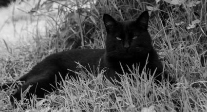 Este es el significado de ver un gato negro en Halloween