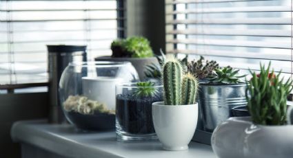 5 plantas que debes sacar de tu casa porque atraen la mala suerte