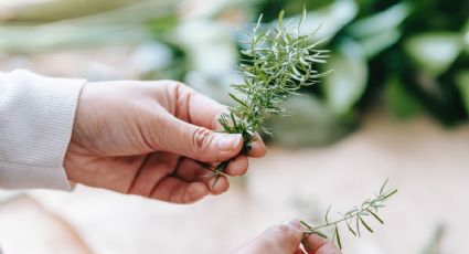 ¿Cuáles son los beneficios del té de romero en tu salud?