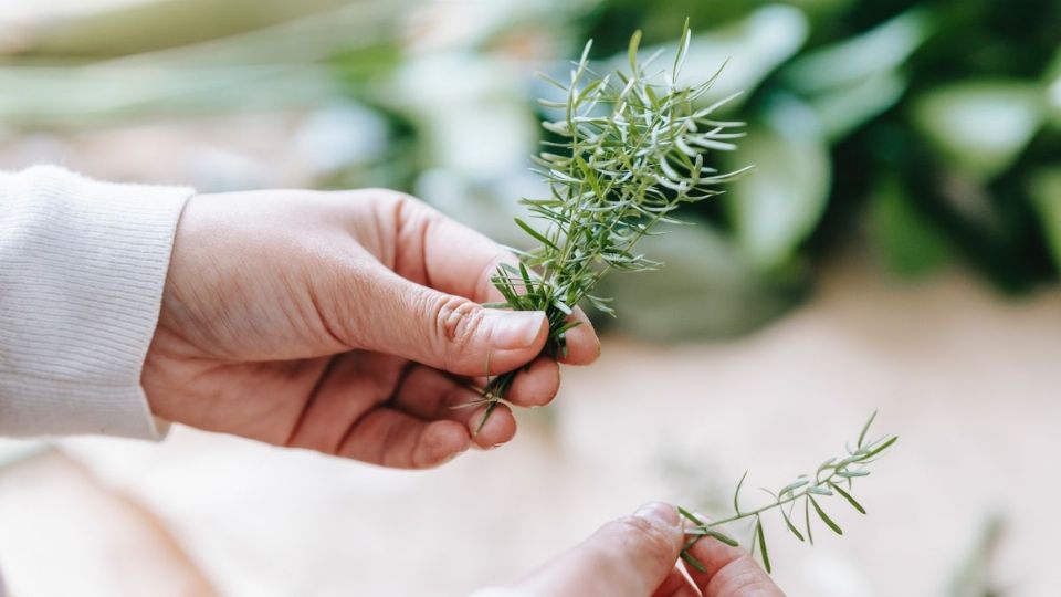 Esta planta puede ayudarte para que tu cabello crezca fuerte.