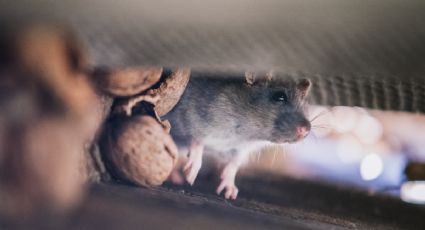 ¿Cómo ahuyentar los ratones de casa con esta mezcla de azúcar y bicarbonato?