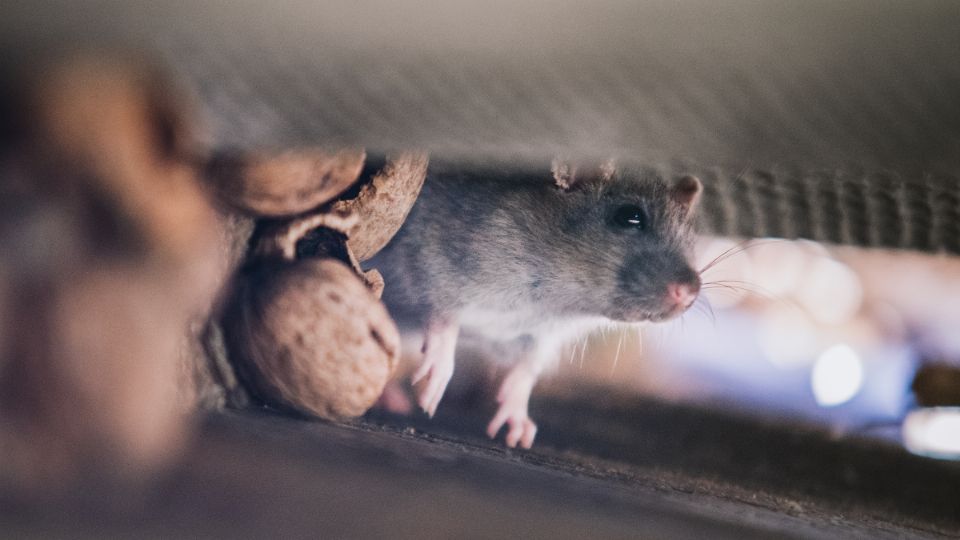 Con este producto, los ratones preferirán no ocupar tu casa.