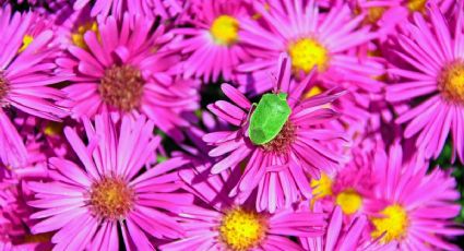 ¿Cómo alejar las chinches de tus plantas?