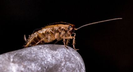 ¿Cómo evitar que las cucarachas invadan tus alimentos?