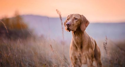 ¿Cuáles son la razas de perros más traviesas y juguetonas?