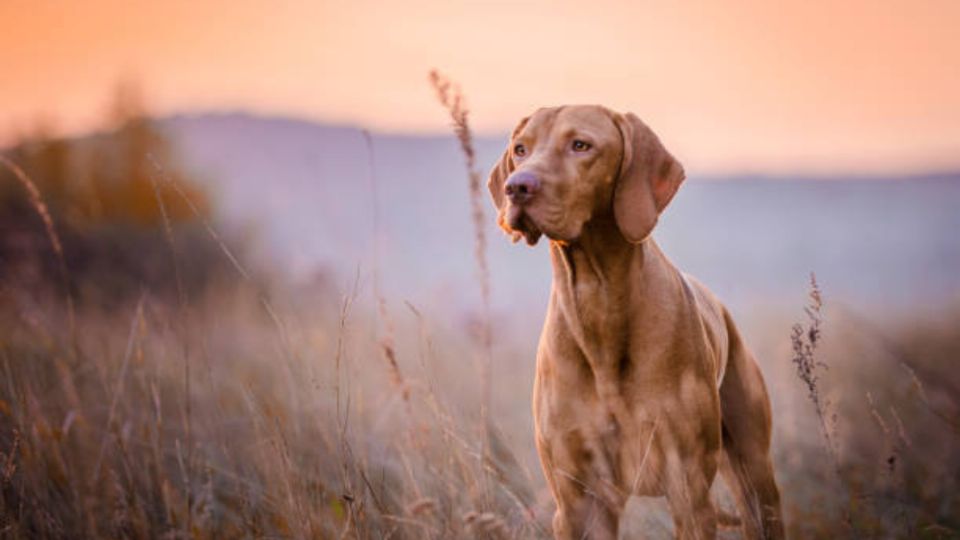 Perros hermosos y traviesos. Fuente: Pexels.