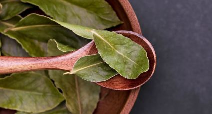 3 beneficios de tomar té de laurel por las noches