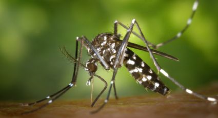 ¿Cómo ahuyentar mosquitos con romero?