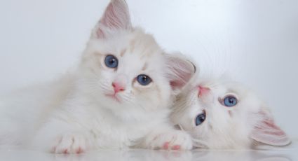 Estas son las razas de gatos más bonitas, traerán felicidad a tu vida