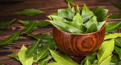 ¿Por qué y para qué sirve poner hojas de laurel en el baño?