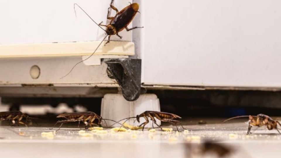 Descubre cómo ahuyentar las cucarachas.