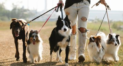 ¿Qué hacer para que mi perro le deje de ladrar a otros perros?