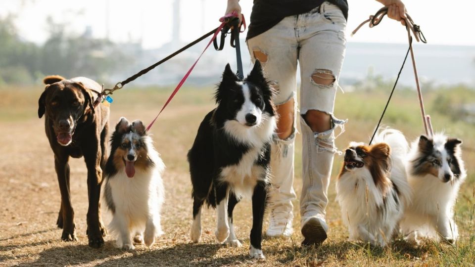 Descubre qué hacer para que tu perro no ladre todo el tiempo.