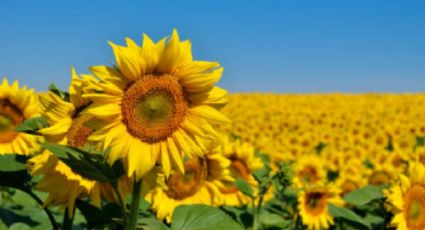 ¿Por qué se regalan flores amarillas este 21 de septiembre?