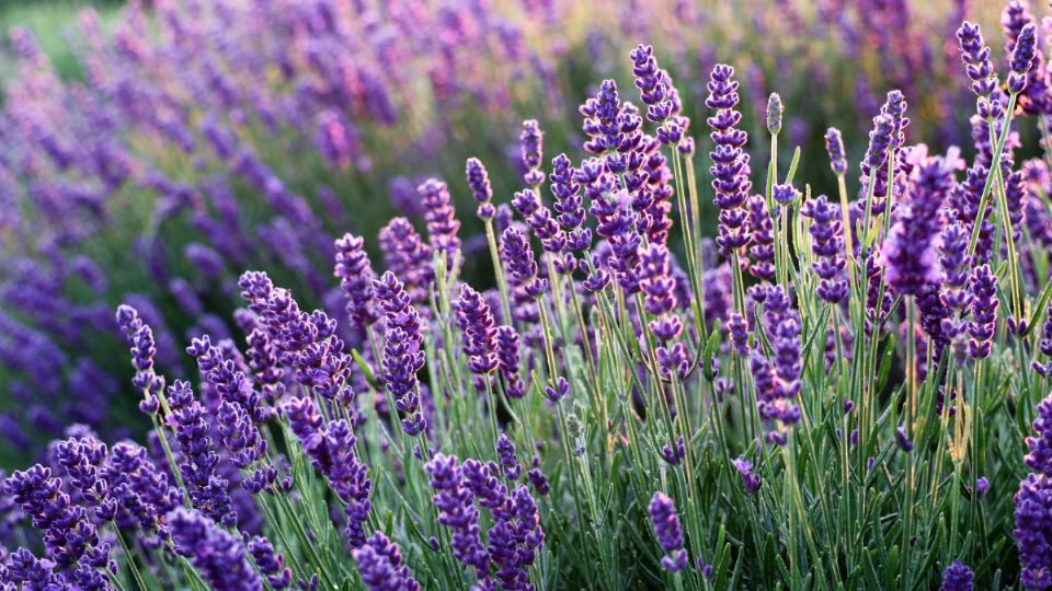 Lavanda. Fuente: Canva.