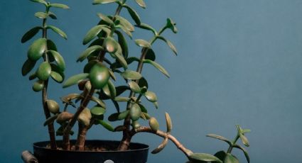 ¿Cómo darle vida a tu árbol de jade? Estos son los pasos