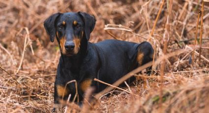 Las razas de perros más valientes y protectoras: cuidarán cada minuto de ti