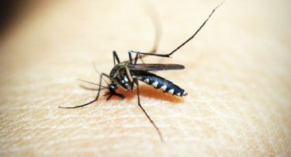 ¿Cómo diferenciar un mosquito común de del dengue?