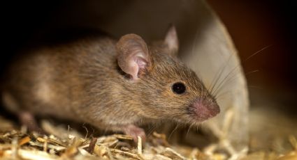 Dile adiós a los ratones de casa para siempre con este repelente natural