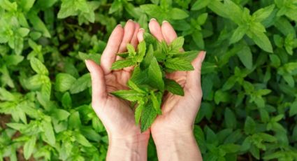 ¿Para qué sirve ponerte menta en el cabello?